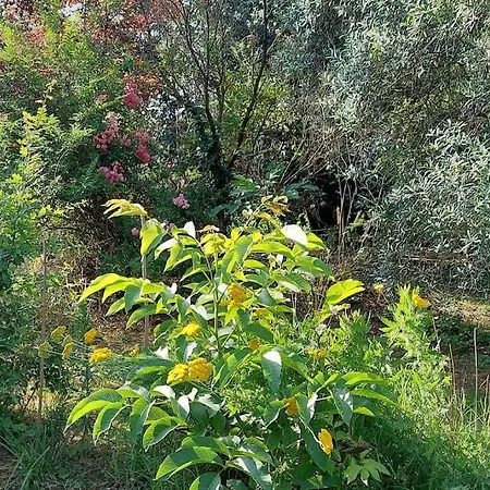 Avec Jardin بيت للعطل *