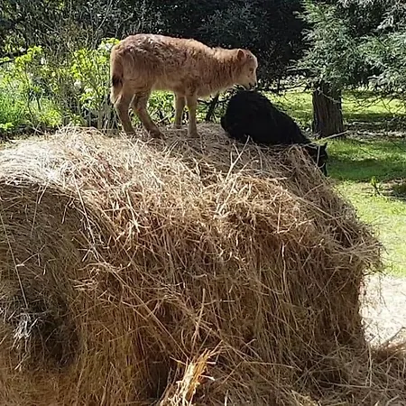 Maison De Famille Avec Parc Arbore *
